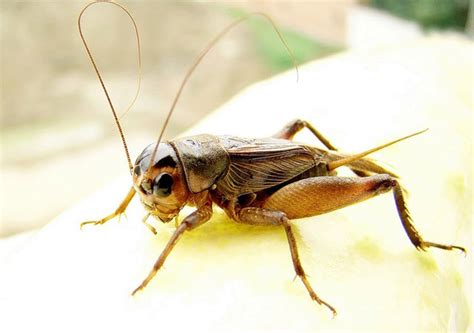 黃色月季 家里有蟋蟀代表什么